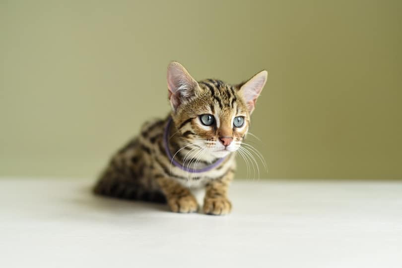 10 Small Exotic Cat Breeds That Are Allowed as Pets Pictures & Facts