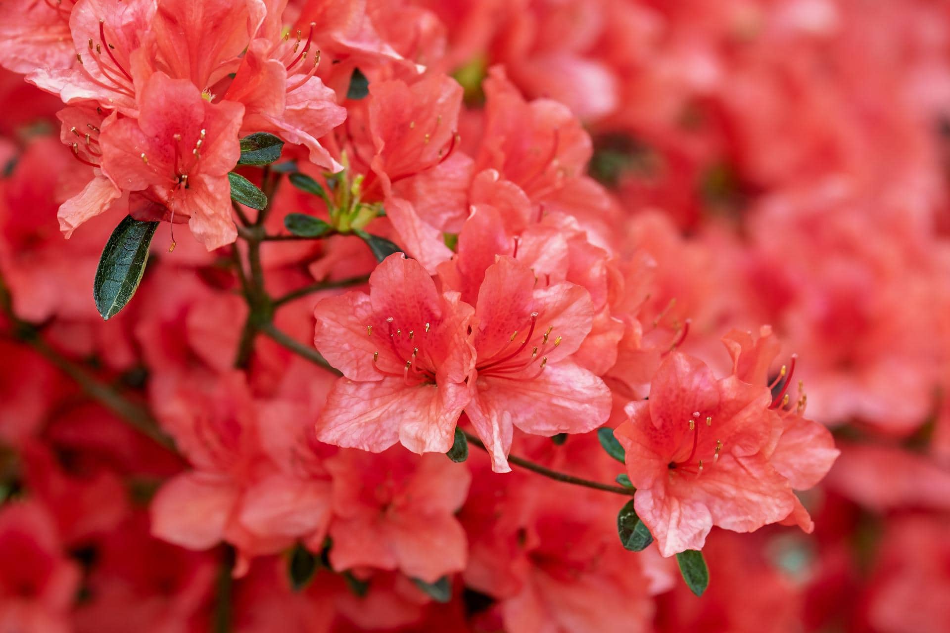 Azaleas