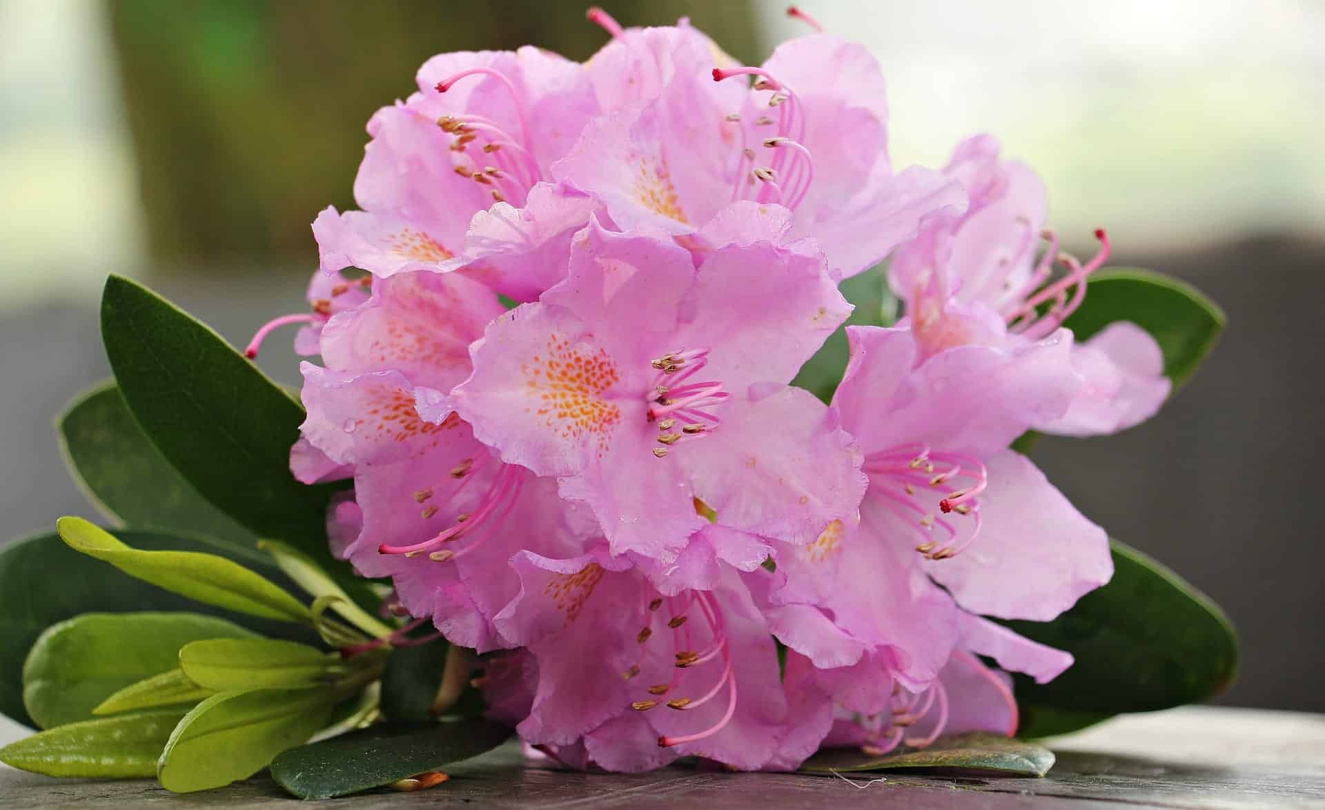 Are Azaleas Poisonous to Cats? VetReviewed Houseplants Examined Catster