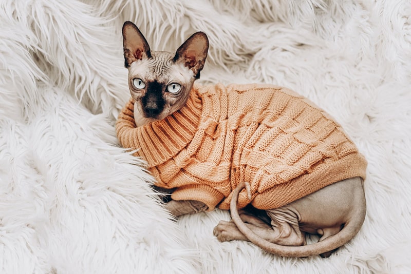 Bald cat of breed Canadian Sphynx in a knitted sweater