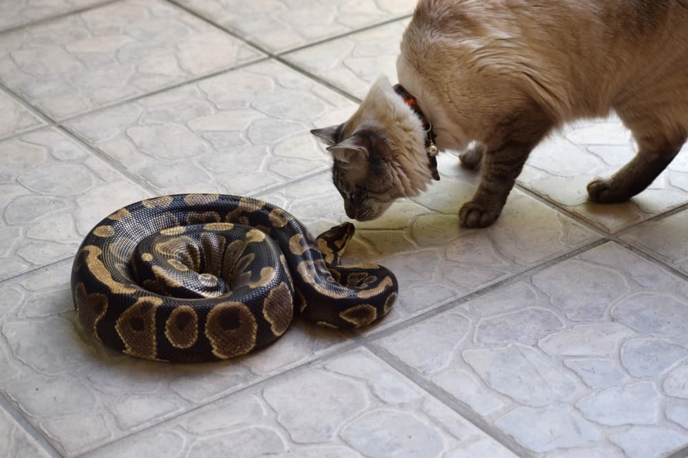 Ball-python-snake-and-siamese-cat-