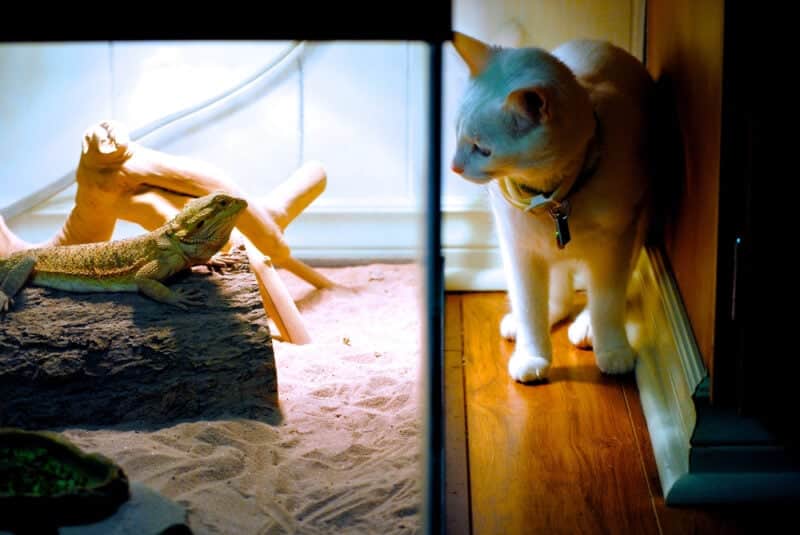 Bearded dragon and white kitten meeting