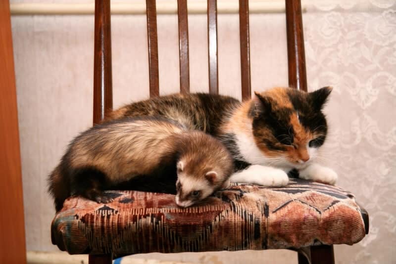 Beautiful domestic Ferret and red cat