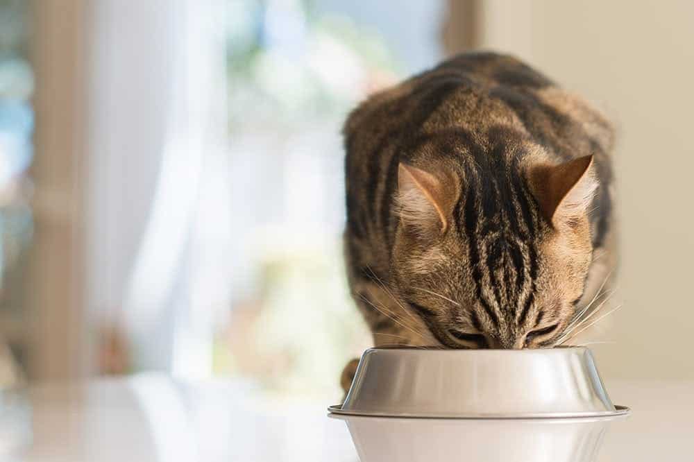 Beautiful feline cat eating on a metal bowl