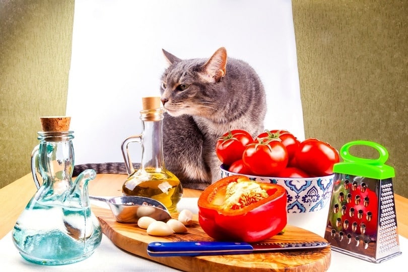 Beautiful grey cat and vegetables for cooking salad_bellena_shutterstock