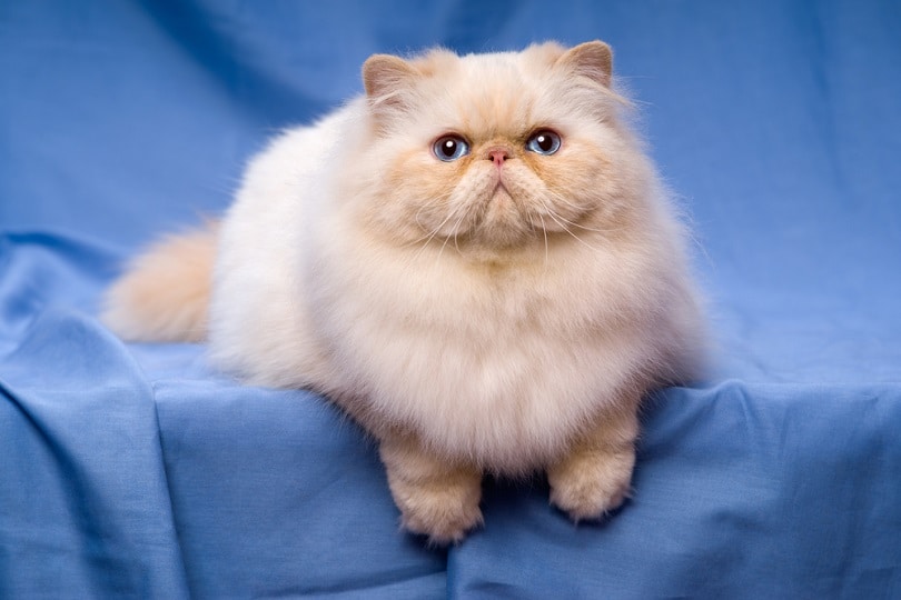 Beautiful persian cream colorpoint cat whith blue eyes