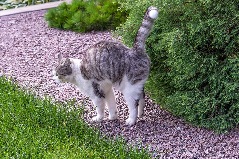 Beautiful-white-gray-tabby-cat-marking-its-territory-in-the-garden-and-spraying-pee-on-thuja