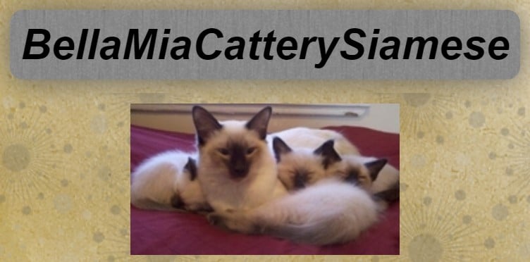 Bella Mia Cattery Siamese