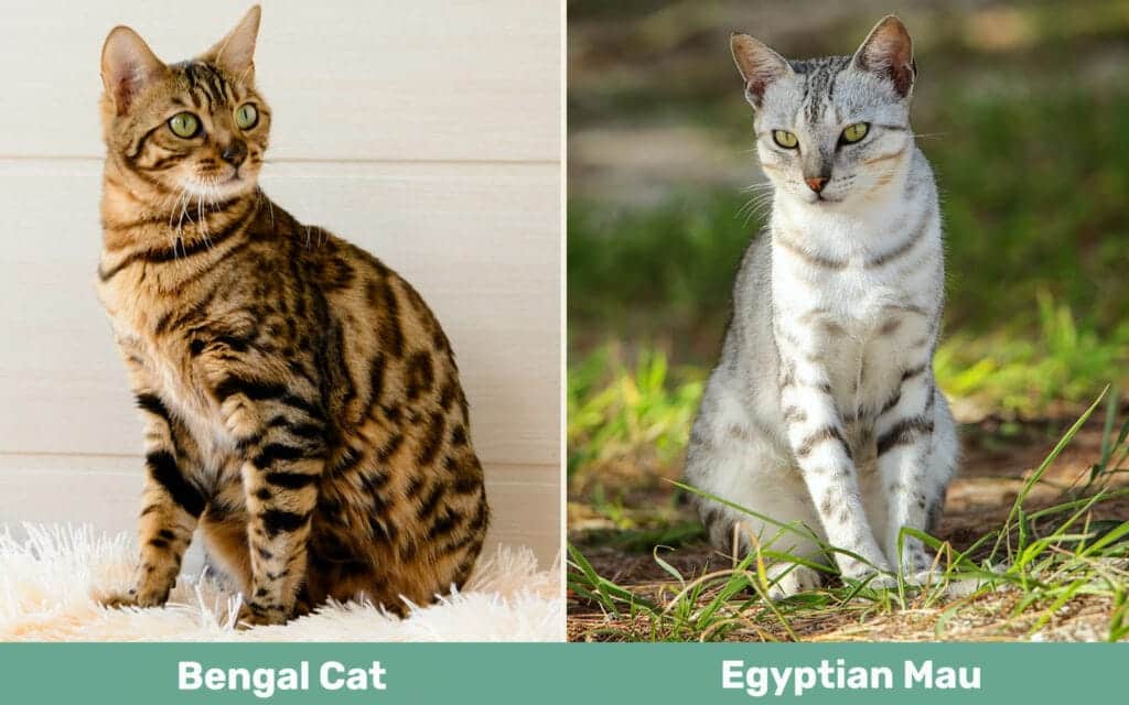 Bengal Cat vs Egyptian Mau side by side