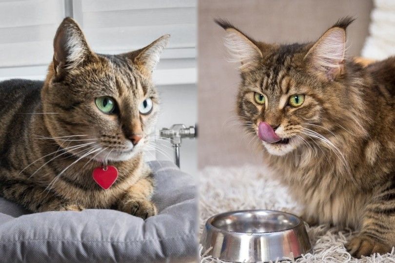 Bengal Cat vs Maine Coon Cat