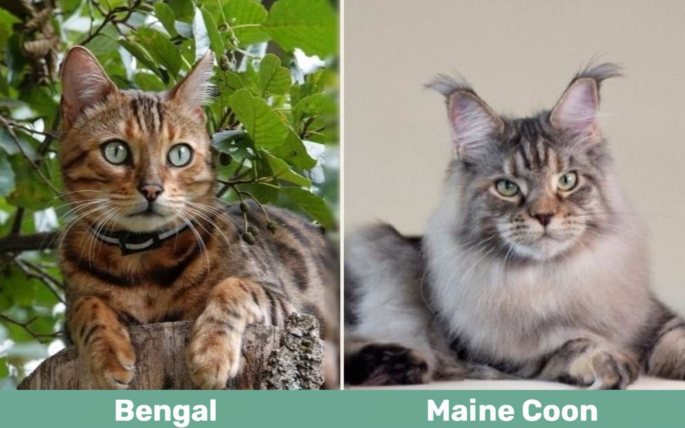 Bengal Cat vs Maine Coon