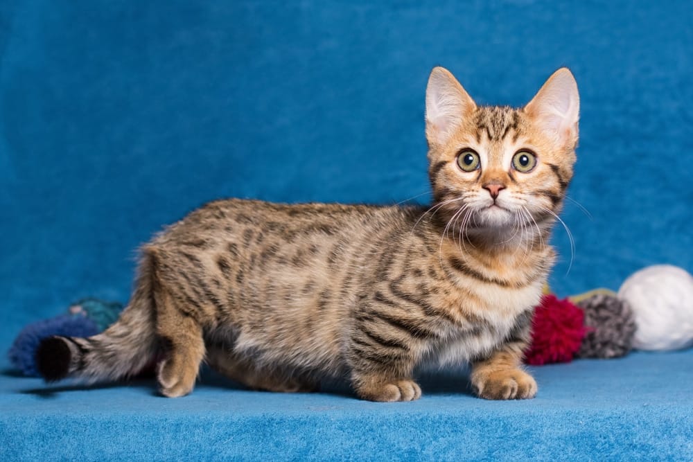 Bengal Munchkin Cat Mix