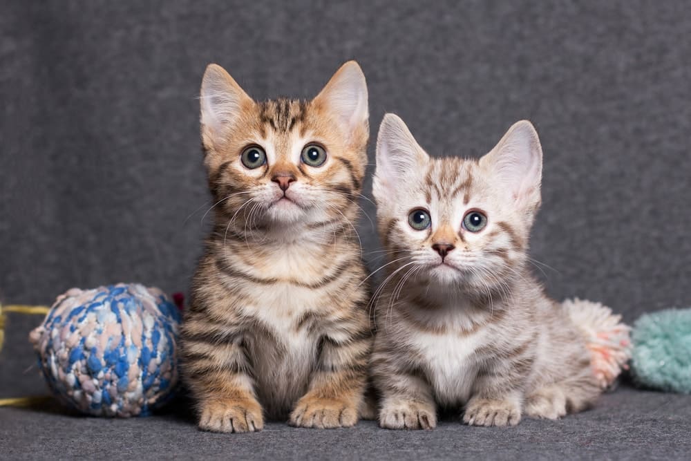 Bengal Munchkin Kitten Mix