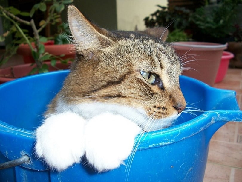 cat bathing in blue tub