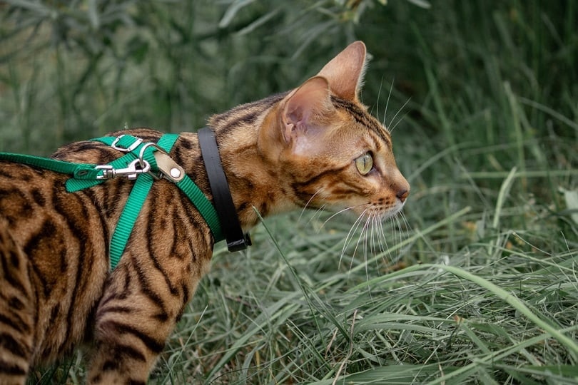 Bengal cat harness_Teksa_shutterstock
