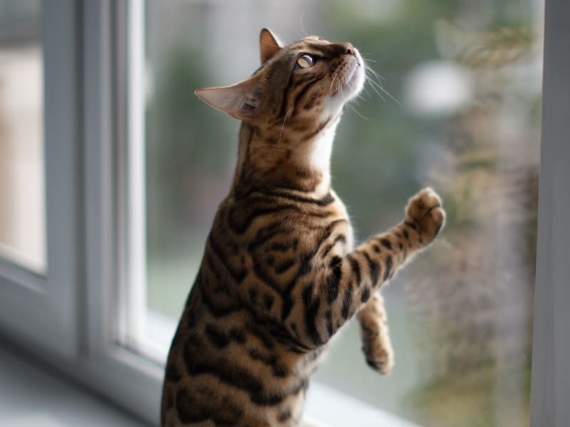 Bengal cat pawing at the window