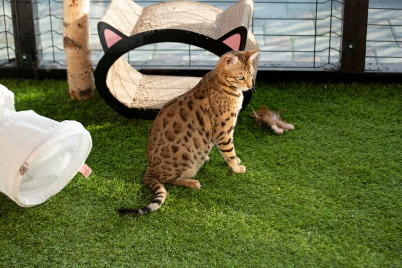 Bengal cat sitting in a catio