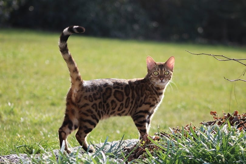 Bengal cat standing in the garden