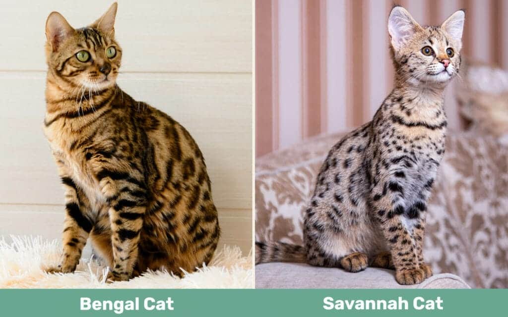 Bengal vs Savannah Cat side by side