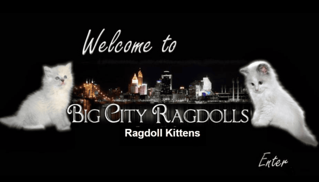 Big City Ragdoll Cats