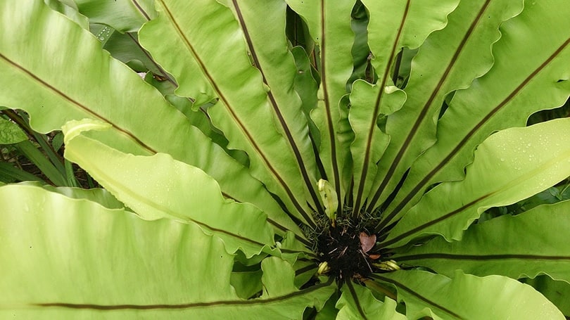 Bird’s Nest Fern