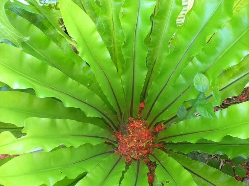 Bird’sNestFern