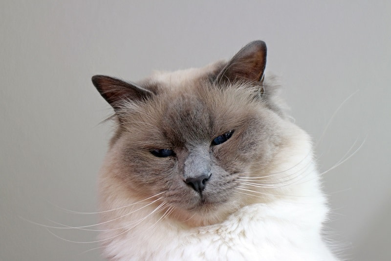 Birman Cat