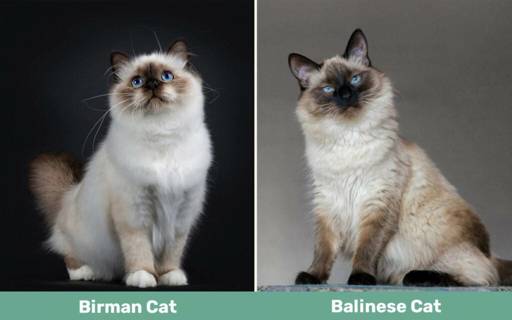 Birman Cat vs Balinese Cat side by side