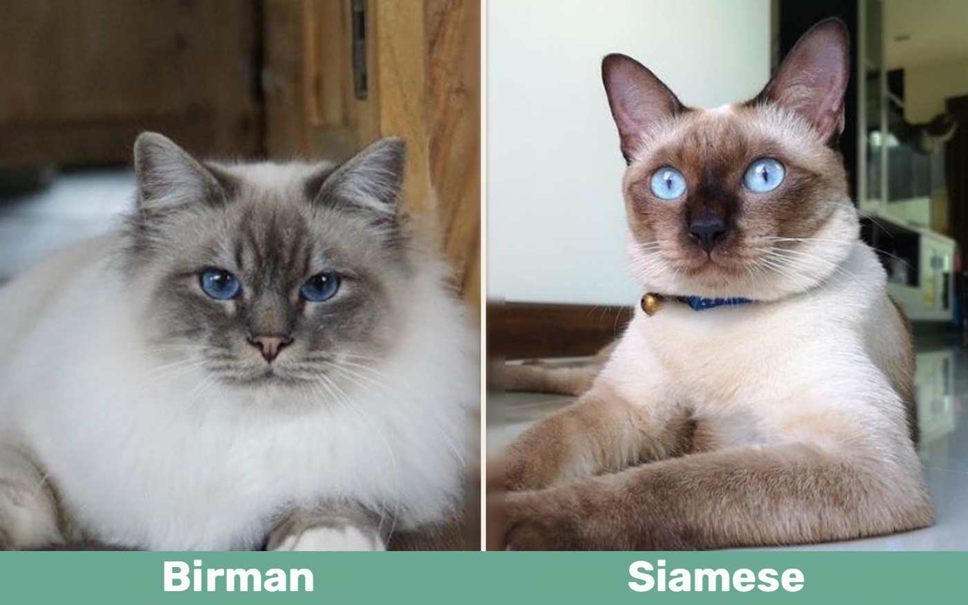 Birman Cat vs Siamese Cat