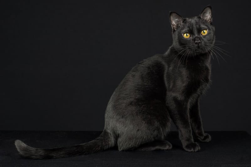 Black Burmese cat on black background