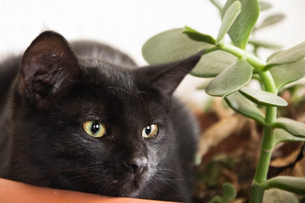 Black Burmese cat with yellow eyes