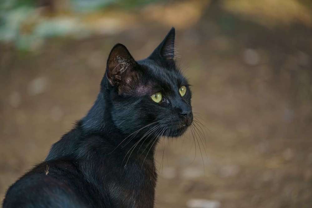 Black Burmese cat