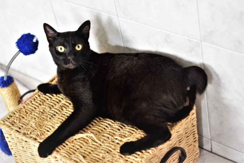 Black Japanese Bobtail cat lying on a wicker furniture