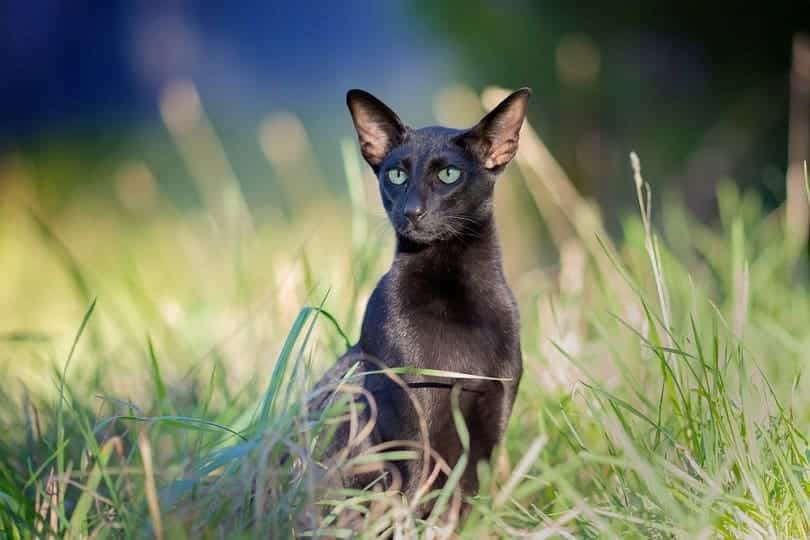 Black Oriental Shorthair in the grass