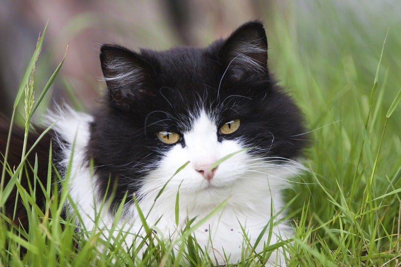 Black and White tuxedo cat on grass