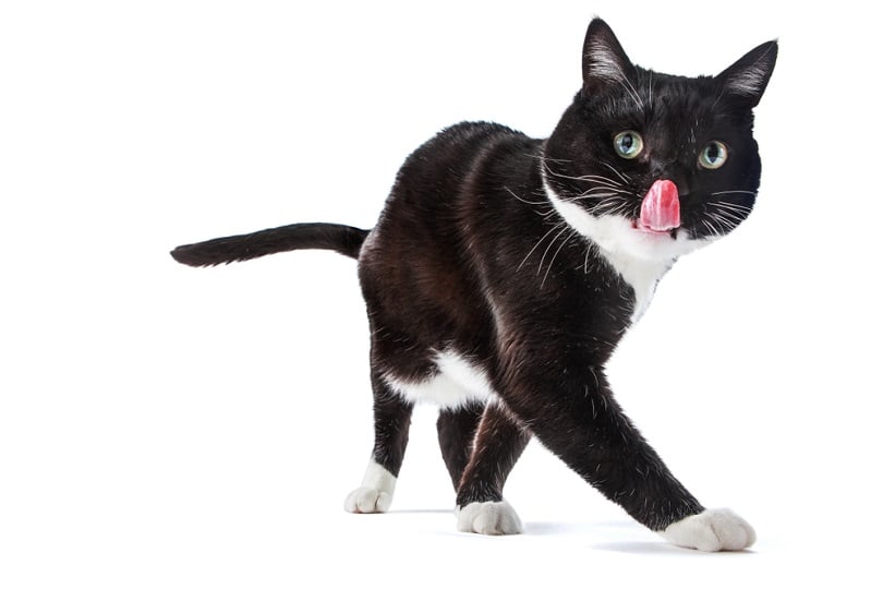 Black and White tuxedo cat sticking its tongue out_Suzanne Tucker_shutterstock