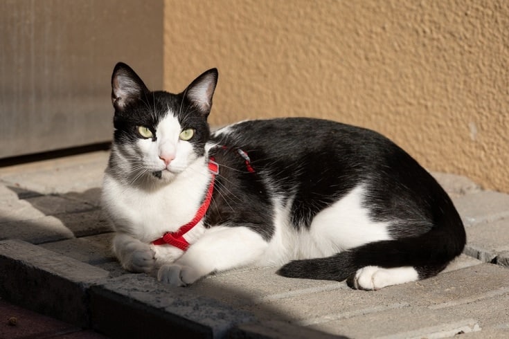 Arabian deals mau cat