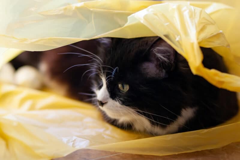 Black-and-white-cat-lies-in-a-yellow-plastic-bag