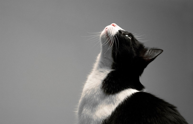 Black and white cat looking up_kamalec_shutterstock