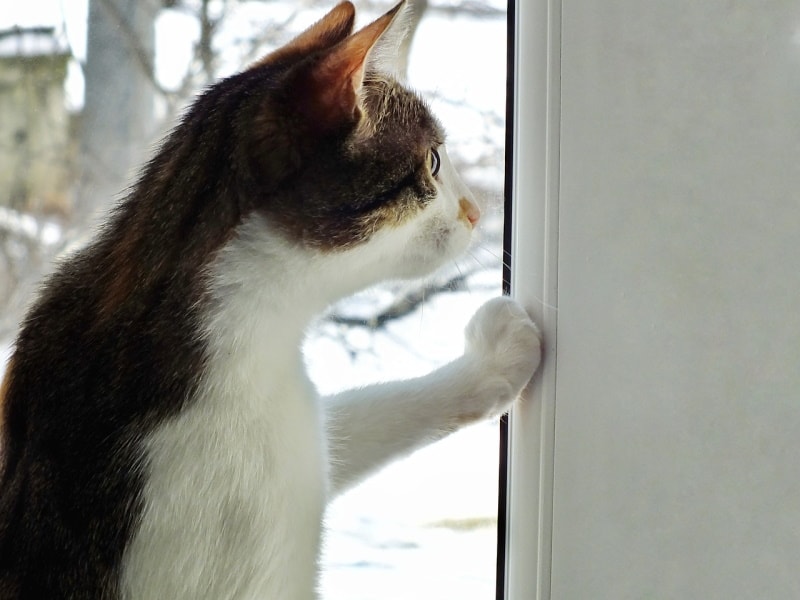 black and white cat pawing at the window