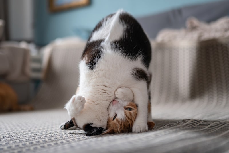 Black and white cat playing with orange cat