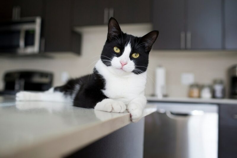Tuxedo cat lying on kitchen counter