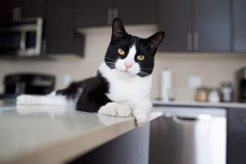 Black and white domestic cat lying on modern kitchen_Sarah McGraw_shutterstock