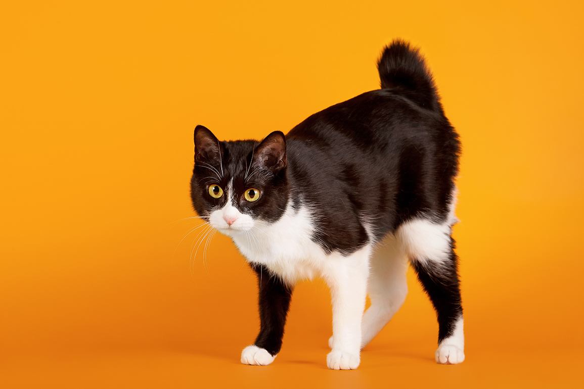 Black and white japanese bobtail