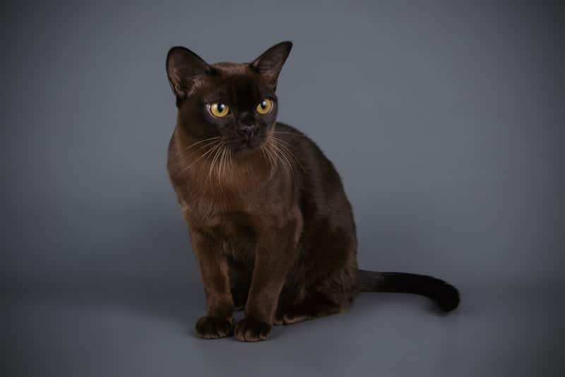 Black burmese cat sitting