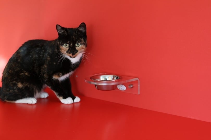 Black cat drinking from a raised bowl