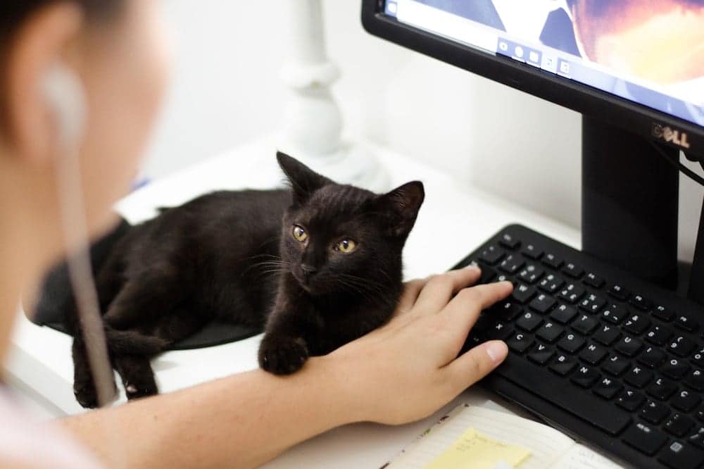 Black cat holding a woman