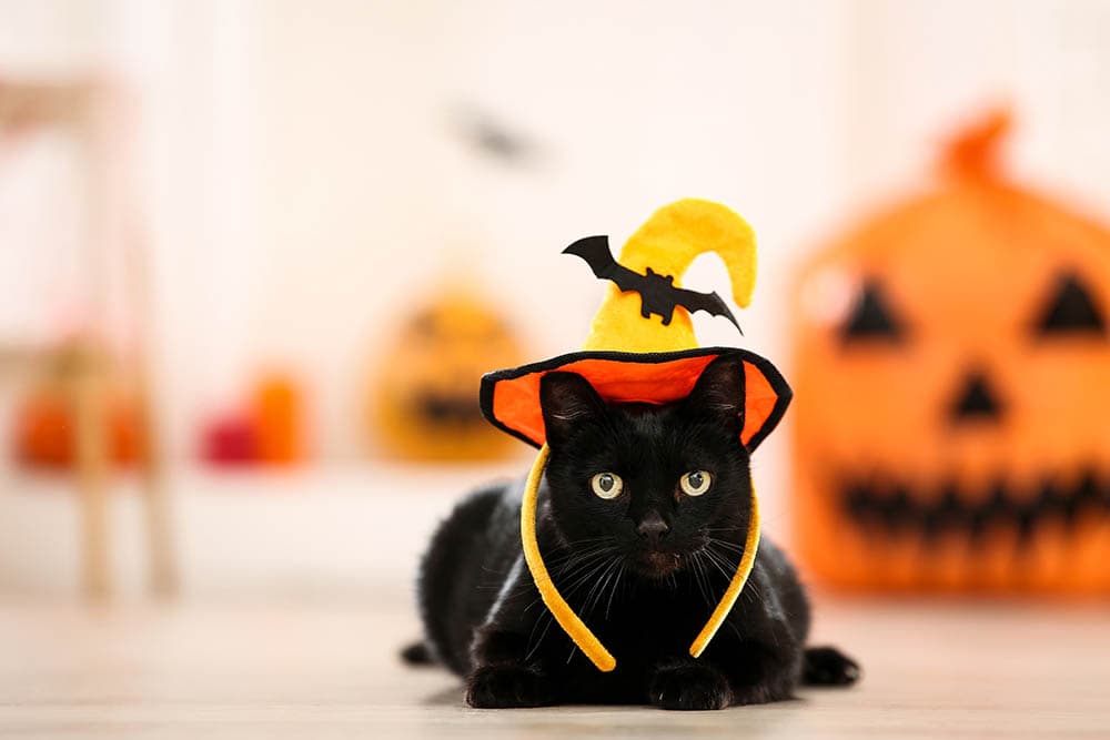 a black cat in a halloween costume