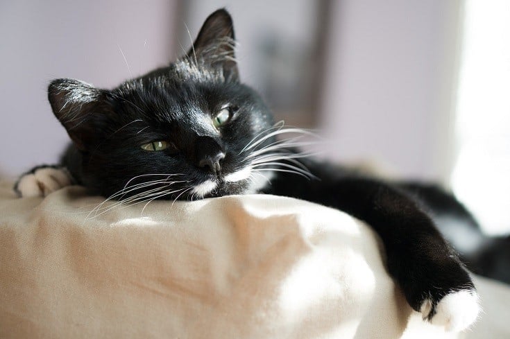 Black cat lazy eyes