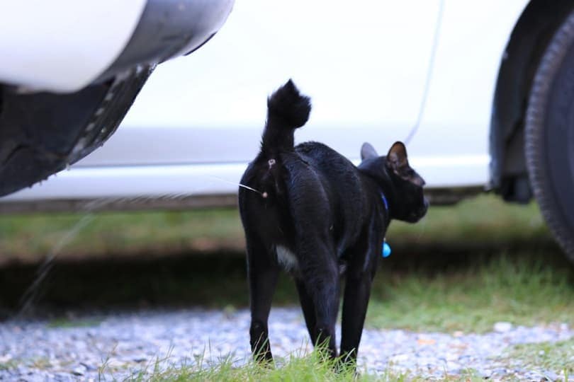 Black cat peeing at garden